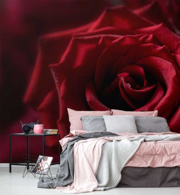 Fototapete Rote Rosen Hauptbild mit Beispiel